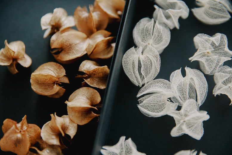 ウサギノネドコと不意のうつくしさ