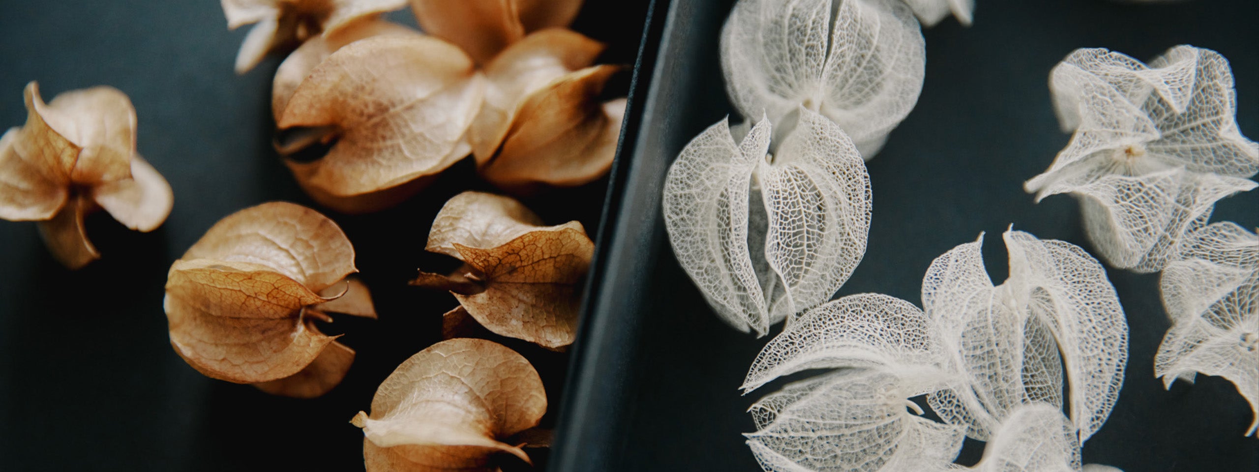 ウサギノネドコと不意のうつくしさ